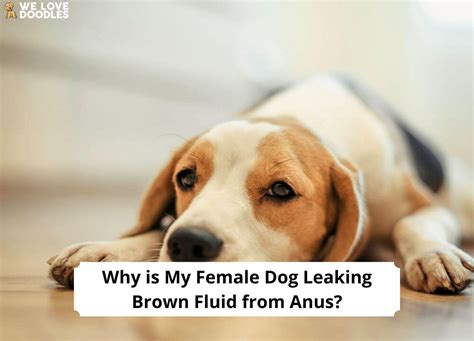 Why is My Female Dog Leaking Brown Fluid From Anus